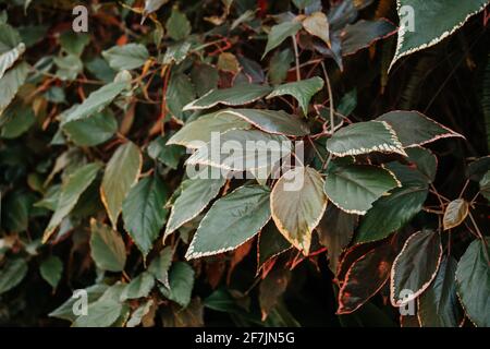 L'edera svedese lascia lo sfondo con texture senza cuciture e copia sfocata spazio Foto Stock