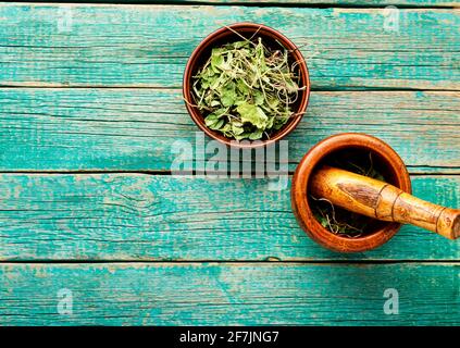 Mortaio con pestello con ortilia secunda secca. Erbe medicinali in medicina erboristica. Foto Stock