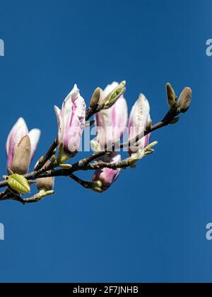 fiori in tonalità di bianco, rosa e. Foto Stock