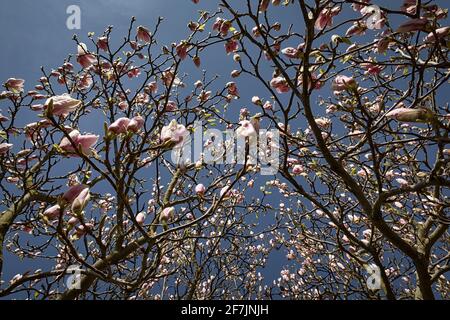 Vista che si affaccia attraverso i rami di Magnolia × soulangeana (piattino magnolia). Un albero deciduo con grandi fiori di prima fioritura in tonalità di bianco Foto Stock