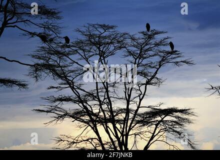 Marabou Storkes si prepara per det notte in alto negli alberi di Acacia nel Parco Nazionale Serengeti in Tanzania, Africa. Foto Stock