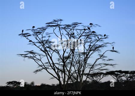 Marabou Storkes si prepara per det notte in alto negli alberi di Acacia nel Parco Nazionale Serengeti in Tanzania, Africa. Foto Stock