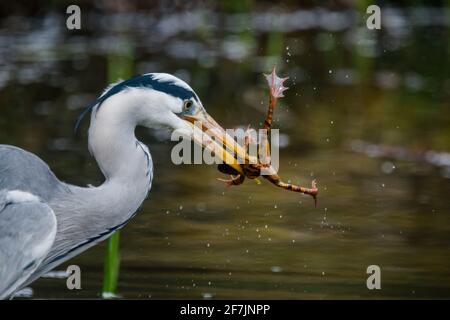 Gray Heron (Ardea cinerea) mangiare una rana bruna comune europea catturata (Rana temporaria) in Barn Hill Pond, Wembley Park. Foto Stock