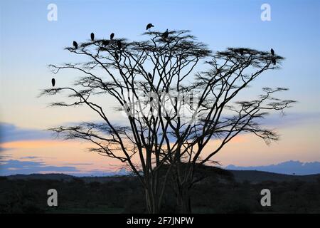 Marabou Storkes si prepara per det notte in alto negli alberi di Acacia nel Parco Nazionale Serengeti in Tanzania, Africa. Foto Stock