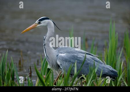 Gray Heron (Ardea cinerea) a Barn Hill Pond, Wembley Park. Foto Stock
