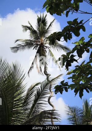 Bella palma alta e contorta nella giungla di Zanzibar in Tanzania, Africa. Foto Stock