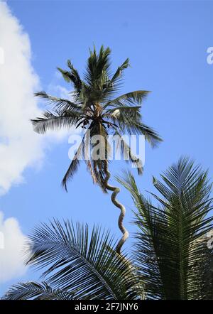 Bella palma alta e contorta nella giungla di Zanzibar in Tanzania, Africa. Foto Stock