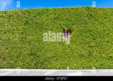 Un cartello di No Waiting sulla strada che si nasconde in verde bush catturato durante il giorno Foto Stock