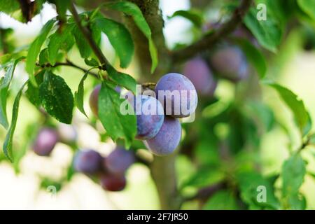 Prugne morave su albero pronto per la raccolta di alcol popolare Bere brandy di prugna Slivovitz Foto Stock