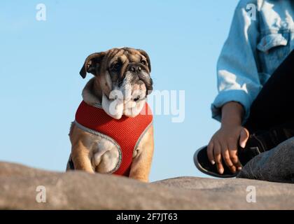 Cucciolo di Red English Bulldog in rosso imbracatura fuori per una passeggiata in piedi sulla pietra contro il cielo blu Foto Stock