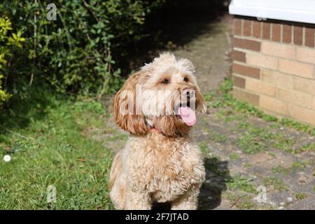 Un carino cockapoo in piedi all'attenzione in un giorno d'autunno. Foto Stock