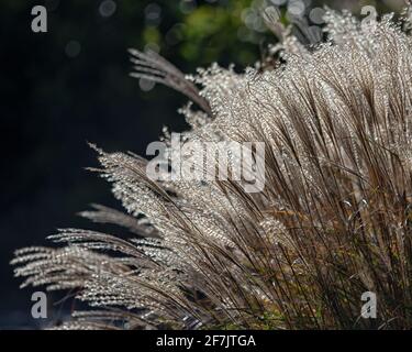 Miscanthus sinensis- 'Yakushima Dwarf' erba ornamentale in autunno sole in Il Regno Unito Foto Stock