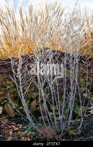 Salvia ussiana, Perovskia 'Blue spire', pianta all'inizio dell'inverno Foto Stock