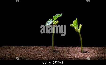 Nuova vita di fagioli seedling in terreno marrone isolato su sfondo nero. Germoglio che esce dal suolo in primavera. Foto Stock