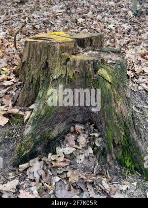 Bellissimo vecchio ceppo di alberi coperto di muschio nella foresta. Foto Stock