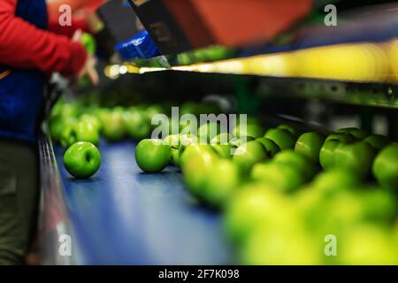 Mele verdi deliziose sulla linea di confezionamento al magazzino della frutta. Industria alimentare. Foto Stock