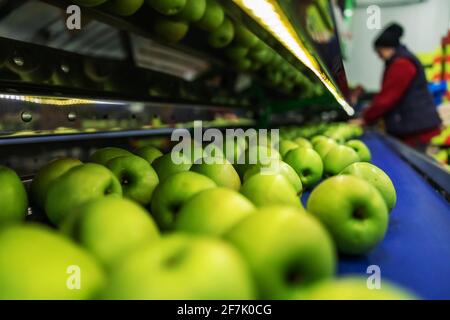 Mele verdi deliziose sulla linea di confezionamento al magazzino della frutta. Industria alimentare. Foto Stock