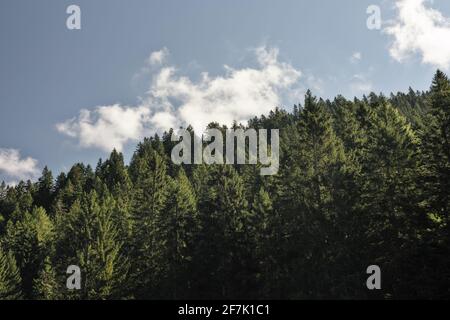 Vista panoramica degli alberi contro il cielo Foto Stock