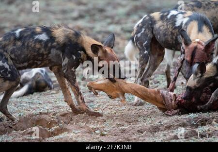 I cani selvatici hanno intorpiato l'impala a trezzare - una tecnica che permette loro di abbattere grandi preda. SOUTH LUANGWA NATIONAL PARK, NAMIBIA: GUARDA LA BRUTA Foto Stock