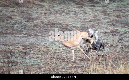 L'impala ha calciato al cane selvaggio in un tentativo disperato di uscire. SOUTH LUANGWA NATIONAL PARK, NAMIBIA: GUARDA il momento brutale un pacchetto di cani selvatici Foto Stock