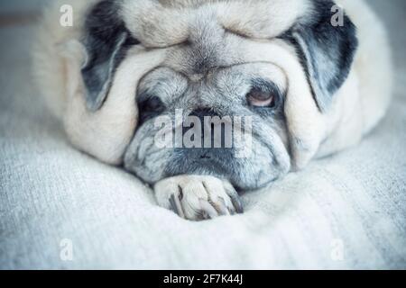 Ritratto di vecchio e pigro cane pug divertente che posa a. casa e relax - concetto di maturo animlas casa cercando sulla fotocamera Foto Stock