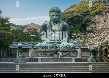 Il Grande Buddha, Daibutsu, il Tempio Buddista di Kotoku-in. Stagione Sakura, conosciuta anche come stagione dei fiori di ciliegia. Kamakura, Giappone. Foto Stock