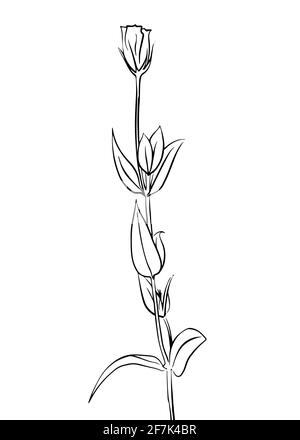 Illustrazione vettoriale di un fiore di garofano. Stile Doodle. Adatto per la progettazione, la stampa, la decorazione, i tessuti, la carta e le colorazioni. Illustrazione Vettoriale