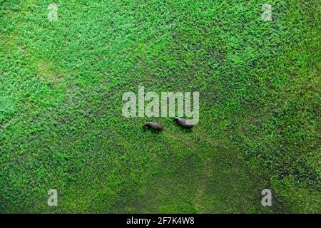 Due ippopotami e paesaggi aerei nel delta di Okavango, Botswana. Laghi e fiumi, vista dall'aereo. Vegetazione verde in Sud Africa. Alberi con acqua i Foto Stock