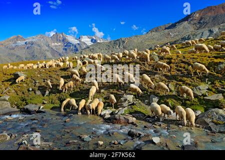 Gregge di pecore, acqua potabile a streem, Gran Paradiso Nationl Park, Italia. Bellissimo paesaggio con cielo alto in Alp, Europa. Montagna durante l'estate Foto Stock
