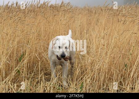 Il cane bianco di razza labrador di medie dimensioni si trova nel campo tra il grano orecchie e tiene il pezzo di bastone nei denti su naturale sfondo di campo con grigio scuro Foto Stock