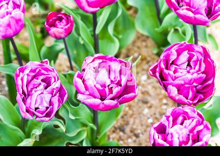 Tulipani colorati che fioriscono nel giardino primaverile, fuoco selettivo. Foto Stock