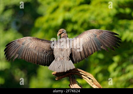 Re avvoltoio, Costa Rica, grande uccello trovato in Sud America. Scena faunistica dalla natura tropica. Condor con testa rossa. Foto Stock