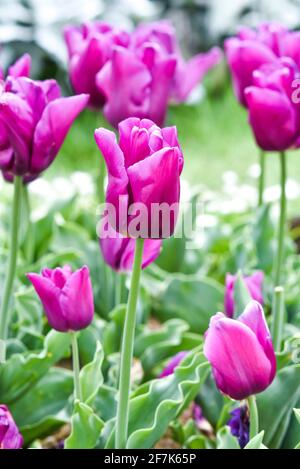 Tulipani colorati che fioriscono nel giardino primaverile, fuoco selettivo. Foto Stock