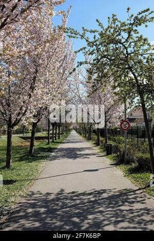 Bellissimo percorso pedonale tra gli alberi che fioriscono in Francia Foto Stock