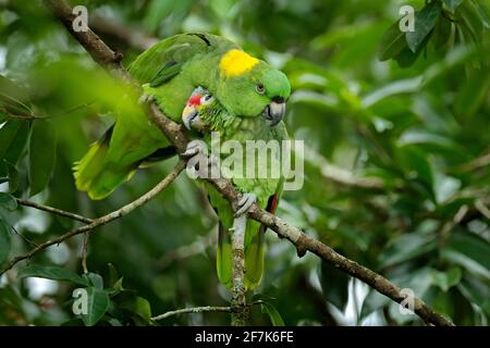 Amore, due specie diverse. Pappagallo rosso-colorato, Amazona autumnalis, ritratto di pappagallo verde chiaro con testa rossa, Costa Rica. Scena faunistica da tropi Foto Stock