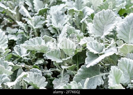 Il ragwer fiorisce nel giardino in primavera, fuoco selettivo. Foto Stock
