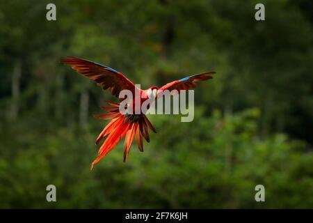 Pappagallo rosso nella foresta. Pappagallo di Macaw che vola in una vegetazione verde scuro. Scarlatto Macaw, Ara macao, nella foresta tropicale, Costa Rica. Scena della fauna selvatica dalla trop Foto Stock