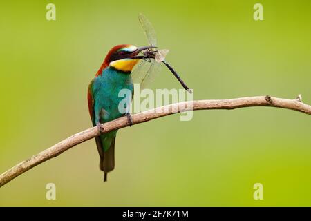 European Bee-Eater, Merops apiaster, bellissimo uccello seduto sul ramo con la libellula nel disegno di legge, scena d'azione nell'habitat naturale, Bulgaria. An Foto Stock