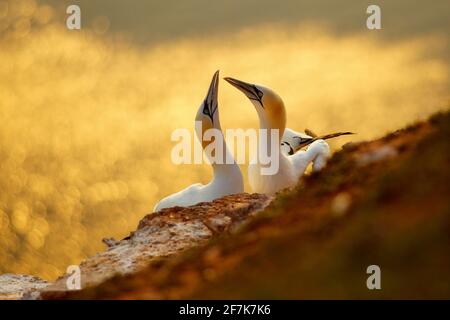 Ritratto di coppia di Northern Gannet, Sula bassana, sera di luce arancione sullo sfondo. Due uccelli amano al tramonto. Foto Stock