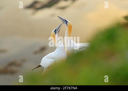 Gannet settentrionale, dettaglio ritratto della testa dell'uccello di mare seduto sul nido, con l'acqua di mare blu scuro sullo sfondo, isola di Helgoland, Germania. Foto Stock