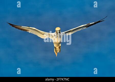 Flying Northern gannet con niding materiale nel disegno di legge, con acqua di mare blu scuro sullo sfondo, Helgoland isola, Germania. Uccello in volo con s Foto Stock