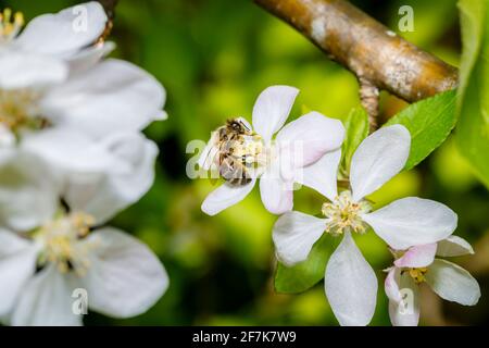 Un'ape di miele, Apis mellifera, che raccoglie nettare e polline dagli stampini della fioritura bianca dell'albero della mela in primavera, Surrey, Inghilterra sud-orientale, Regno Unito Foto Stock