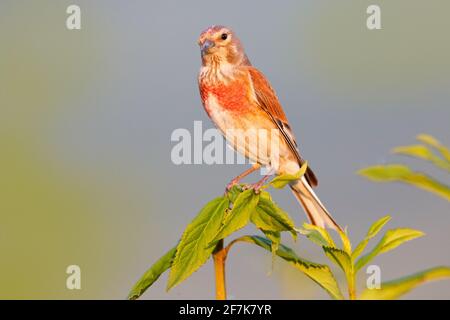 Linnet comune, Linaria cannabina, piccolo uccello passerino seduto su vegetazione verde. Rete rossa nell'habitat naturale, Repubblica Ceca, Europa. Foto Stock