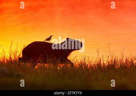 Capybara nel lago d'acqua con uccello. Il topo più grande del mondo, Capybara, Hydrochoerus hydrochaeris, con luce serale durante il tramonto arancione Foto Stock