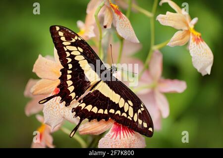 Farfalla sulla bianca orchidea. Insetto in vegetazione di foresta verde. Coda di rondine gigante, Papilio thoas nealces, bella farfalla dal Messico seduta o Foto Stock