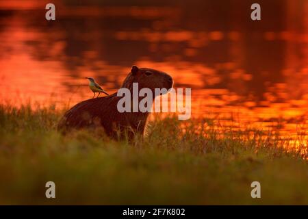 Capybara nel lago d'acqua con uccello sul retro. Il topo più grande del mondo, Capybara, con luce serale durante il tramonto arancione, Pantanal, Bra Foto Stock