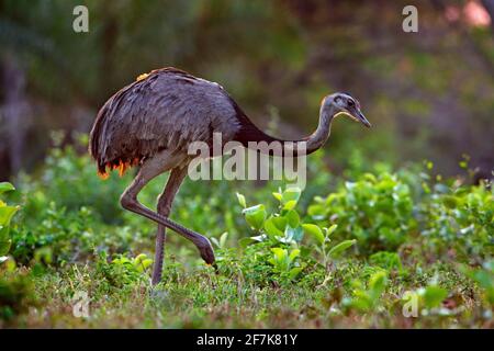 Greater Rhea, Rhea americana, grande uccello con piume soffici, animale in habitat naturale, sole serale, Pantanal, Brasile. Rhea sul prato d'erba. Wildli Foto Stock