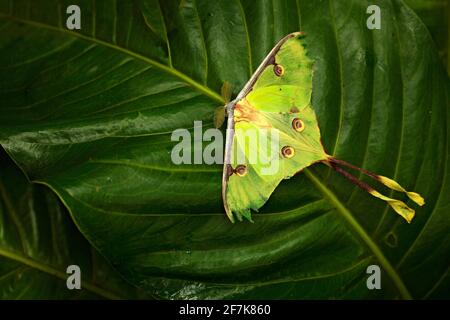 Luna Moth, Actias luna, bella farfalla verde gialla dalla Florida, Stati Uniti. Grande vegetazione di insetto colorato, farfalla seduta sul congedo. Foto Stock