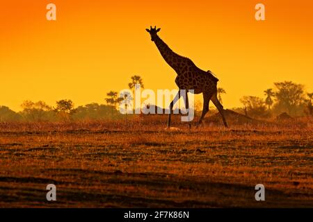 Idilliaca silhouette di giraffa con luce al tramonto arancione da sera, Botswana, Africa. Animale nell'habitat naturale, con alberi. Foto Stock