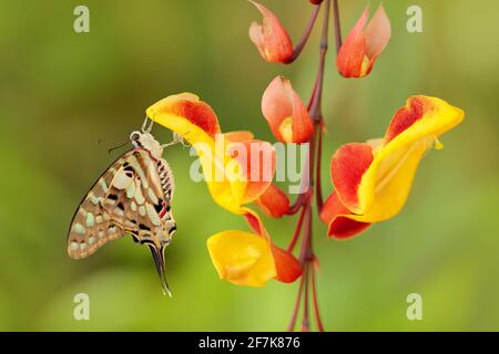 Butterfly Graphium antheus, grande coda di spada a righe, seduta su fiore rosso giallo. Bellissimo insetto dalla foresta tropicale in Uganda, Africa. Fioritura con b Foto Stock
